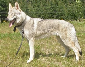 Agía Illiás Norský vlk