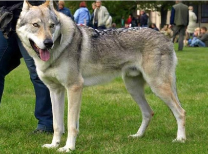 Altaj Norský vlk