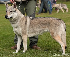 Avala Norský vlk