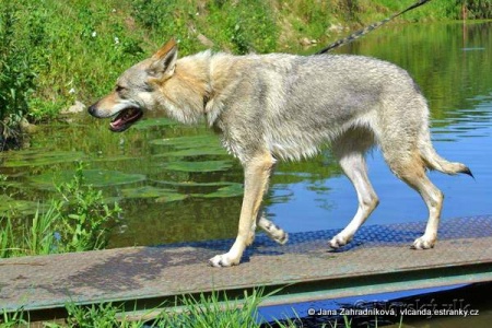 Cameroon Norský vlk