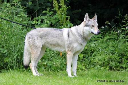 Costilla Coojacka Norský vlk