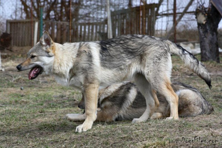 Arlett z Podřipské samoty