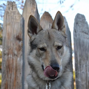 Helki des Loups D'Akairo