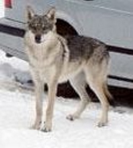 Wolfsirius Dakota