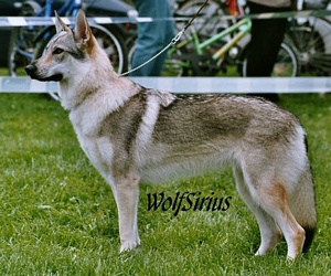 Wolfsirius Wanted Wolf