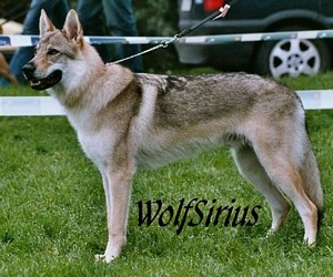 Wolfsirius Wishmaster