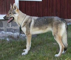 Zilja Wolfdog of Sweden