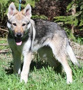Zeta Wolfdog of Sweden