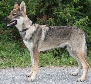 Zelda Wolfdog of Sweden