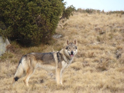 Akim of Ceahlau Wolves