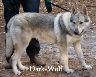 Dark-Wolf van 't Aelse Sluske