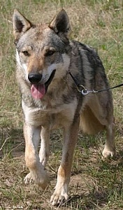 Apache Ulvehunden