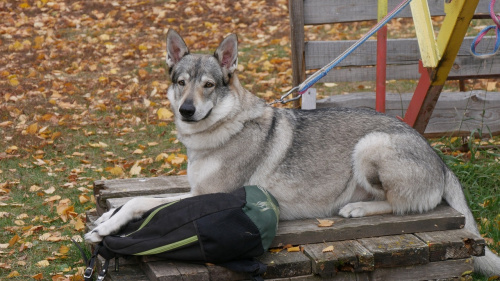 Ida s Ushmorskogo Lesa