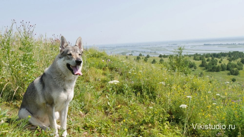 Ida s Ushmorskogo Lesa