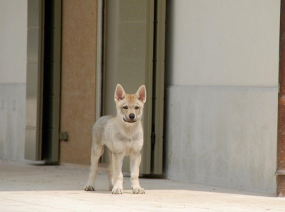 Fleur du Mal Uzi Srdcerváč