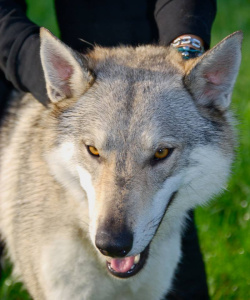 Fleur du Mal Uzi Srdcerváč