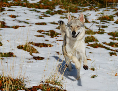 Fleur du Mal Uzi Srdcerváč