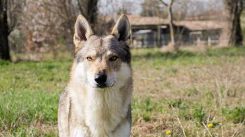 Faruk dei Lupi di Gubbio
