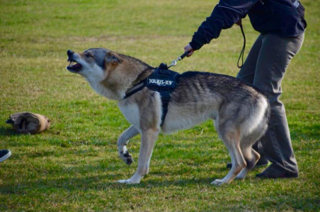 Faruk dei Lupi di Gubbio