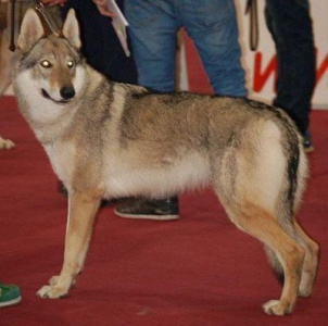 J.Lo Wolf Lupi di Montemorello