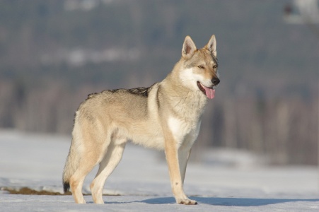 Ares Vlk z Východnej