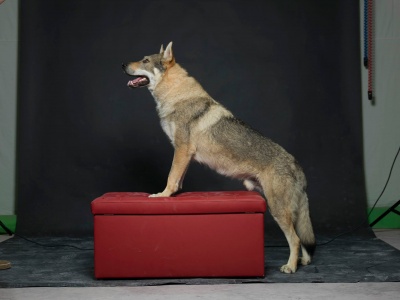 C-Tark Black Sea Wolfdog