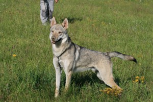 Active Dastien Wolfdog Bohemia