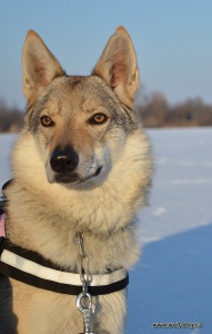 Akira Wolfdog Bohemia