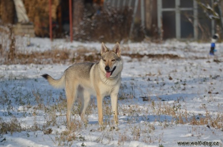 Akira Wolfdog Bohemia