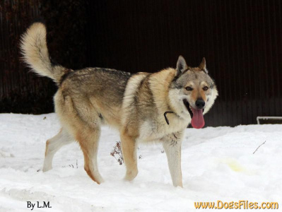 Taabernakkelin Pantheon