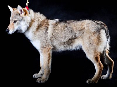 Jigarkhvar II z Peronówki