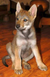 Jigarkhvar II z Peronówki