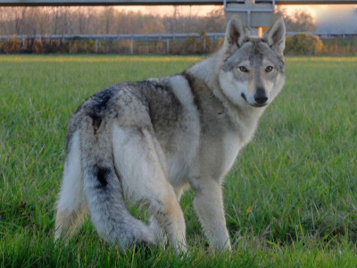 Big Layla Ali' Lupi Si Nasce