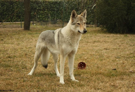 Big Layla Ali' Lupi Si Nasce