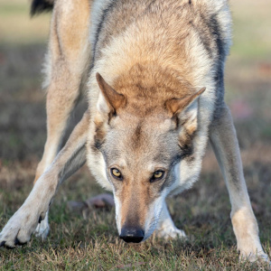 Bee Bee Hatzumomo G'pack