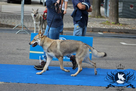 Bee Bee Hatzumomo G'pack