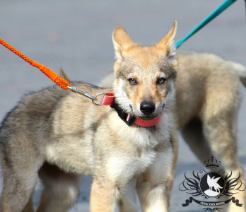 Bee Bee Hatzumomo G'pack