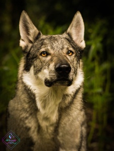 E-Ares Black Sea Wolfdog