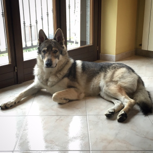 Grey Bond Lupi del Montale