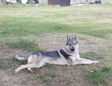 Ginerva Lupi del Montale