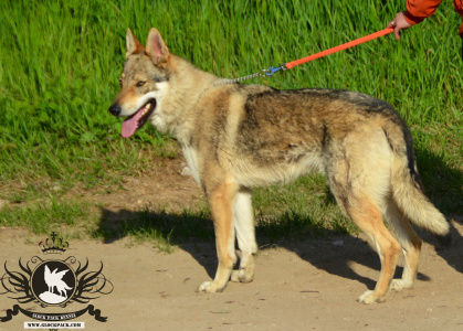 Giada Lupi del Montale