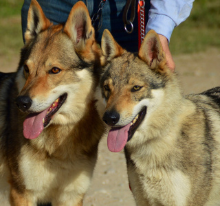 Giada Lupi del Montale