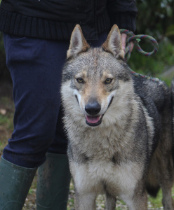 Giada Lupi del Montale