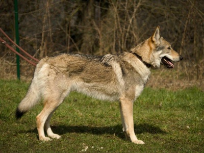 Wolf II od Úhoště