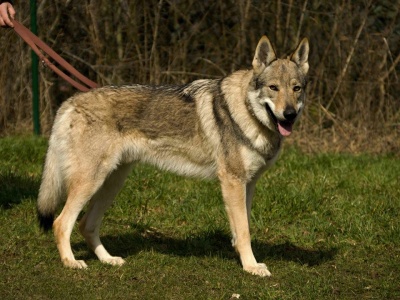 Wolf II od Úhoště