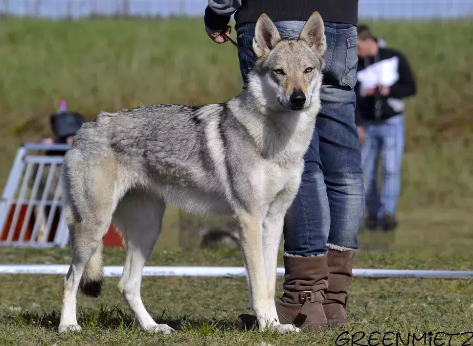 Beauty Beast Wolfdog Bohemia