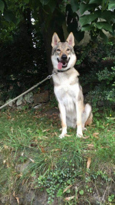 Bellisa Wolfdog Bohemia