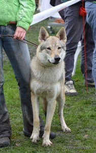 Barchetta Wolfdog Bohemia