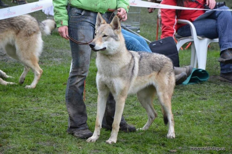 Barchetta Wolfdog Bohemia