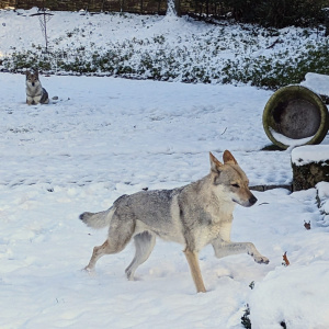 Faysah von Westerode